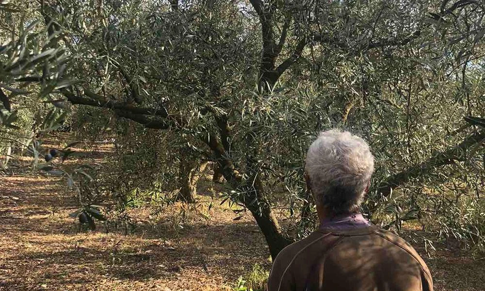 Κλιματική αλλαγή: Πώς επηρέασε την άνοδο στην τιμή του λαδιού - «Δεν έχουμε πια χειμώνα, στην Ελλάδα οι ελιές σπανίζουν»